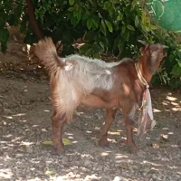 کهره نر  فروشی