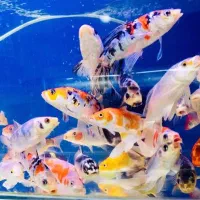 ماهی کوی چرم سوپر باله|ماهی|اهواز, کیانشهر|دیوار