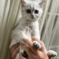 فروش|گربه|شیراز, شهرک مفتح|دیوار