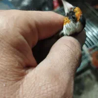 سهره نر دستی