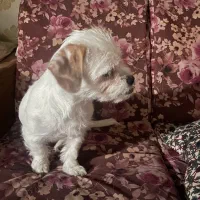 سگ مینیاتوری میکس پیت بول شیتزو (واگذاری)|سگ|تهران, جوادیه|دیوار