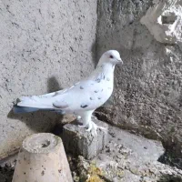 کبوتررنگی|پرنده|صوفیان, |دیوار