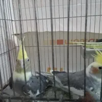 یه جفت عروس هلندی