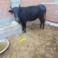 گاو جگلی دورگه قربانی