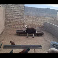 بره قوچی بروجردی|حیوانات مزرعه|تربت جام, میان جام|دیوار