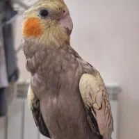 عروس هلندی مرواریدی گمشده در فاز ۸ پردیس|حیوانات|پردیس, فاز ۸|دیوار