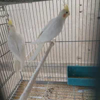 تعدادی عروس هلندی|پرنده|خمینیشهر, |دیوار