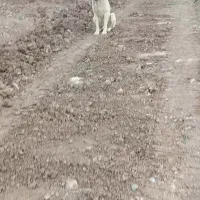 سگ سرابی