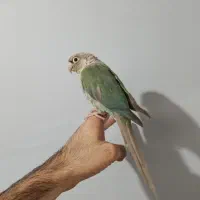 گرینچیک تراکوویس|پرنده|قرچک, شهرک الحدید|دیوار