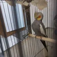 عروس هلندی نر|پرنده|مشکین‌دشت, |دیوار