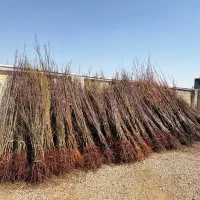 نهال صنوبر اعلا آماده ارسال|خدمات باغبانی و درختکاری|فسا, |دیوار