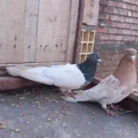 کله ای|پرنده|لیلان, |دیوار