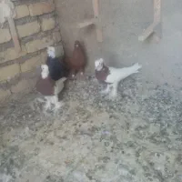 کبوتر شاپورجان
