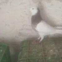 طوقی کاکلی سرور