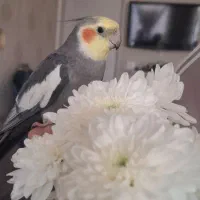 عروس هلندی