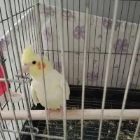 جوجه عروس هلندی