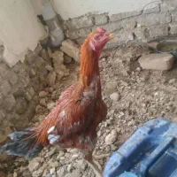 خروس لاری اصیل|حیوانات مزرعه|تربتحیدریه, ده پائین|دیوار