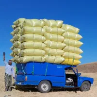 خریدوفروش کاه (سامان) عدس گندم و جو