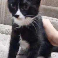 واگذاری بچه گربه