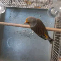 سهره قناری زیبا ۲ساله|پرنده|قرچک, مهدیه|دیوار