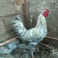 خروس محلی اصل معاوضه با ps2|حیوانات مزرعه|خاش, |دیوار