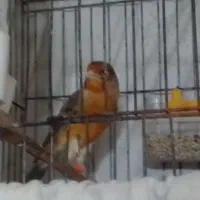 قناری سوخته