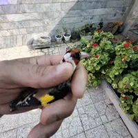 سهره نر دو ساله