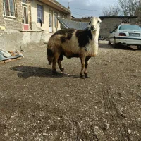 قوچ خال سیاه|حیوانات مزرعه|بروجرد, |دیوار