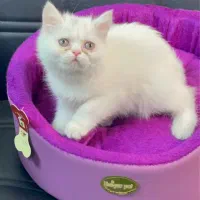 مجموعه گربه‌های تو دل بروی ایران کتز|گربه|کرمان, |دیوار