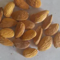 فروش بادام سنگی آبی|خوردنی و آشامیدنی|شیراز, دلگشا|دیوار