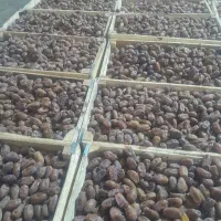 خریدخرما سعمران