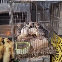 جوجه قوغاز و بوقلمون|حیوانات مزرعه|ساوه, |دیوار