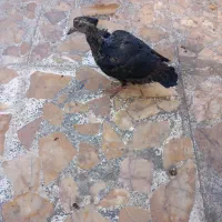 گمشدن جوجه کبوتر