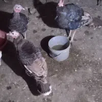 بوقلمون و مرغ و خروس محلی