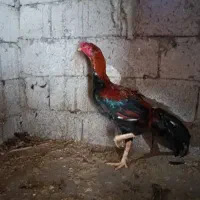 خروس لاری نوک طوطی|پرنده|سیاهکل, |دیوار