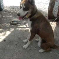 این سگ گم شده به یابنده مژدگانی داده میشود|سگ|جیرفت, |دیوار