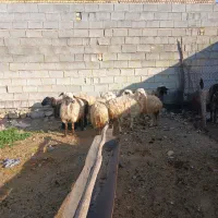 میش بدون بره ۸ راس