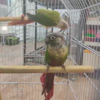 خرید و فروش پرندگان زینتی