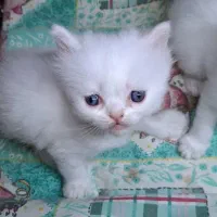 گربه پرشین|گربه|قزوین, |دیوار