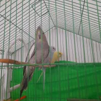 پرنده|پرنده|بیرجند, |دیوار