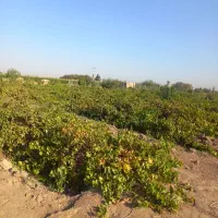 ۲۵۰۰متر باغ انگور ۷ساله با بهترین برداشت وآب ۸پر|فروش زمین و ملک کلنگی|دشتابی, |دیوار