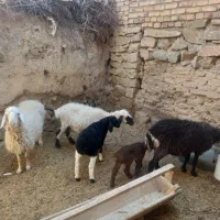 میش وبره|حیوانات مزرعه|بیرجند, |دیوار