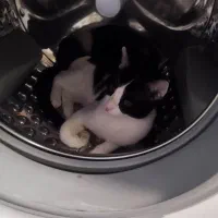 واگذاری گربه