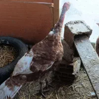 یک جفت بوقلمون نه ماهه