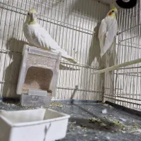 عروس هلندی|پرنده|شیروان (خراسان), |دیوار