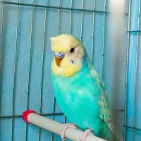 جفت مرغ عشق بالغ|پرنده|گلستان (تهران), |دیوار