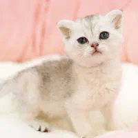 گربه اسکاتیش سیلور|گربه|تبریز, |دیوار