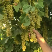 فروش باغ انگور در ملکان قطعه ۱