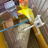 کوتوله برزیلی هلویی