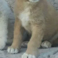 توله سگ سرابی اصل